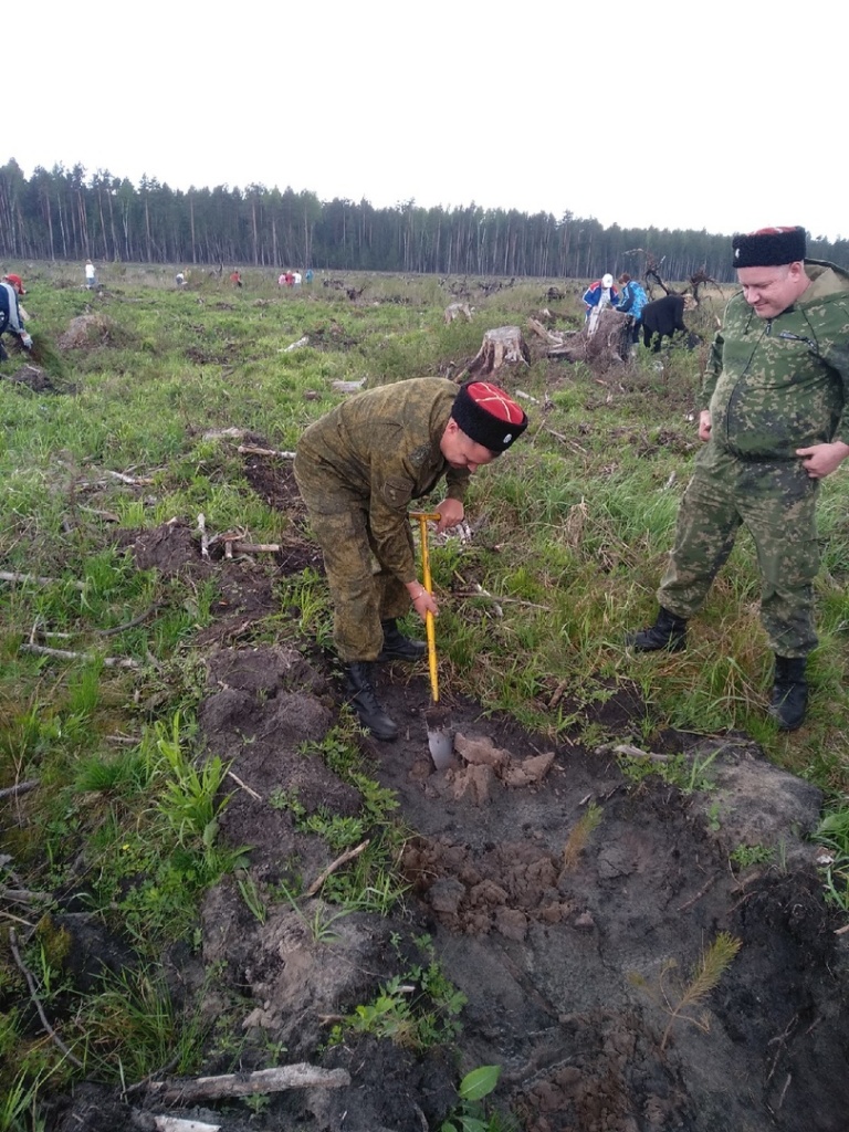 В Подмосковье казаки посадили молодой лес